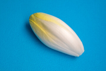 Chicory, endive, succory. Witlof vegetable. Fresh chicory on a blue background.