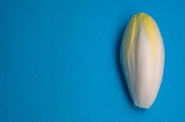 Chicory, endive, succory. Witlof vegetable. Fresh chicory on a blue background.