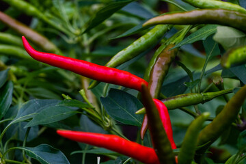 red and green string chilli peppers in garden