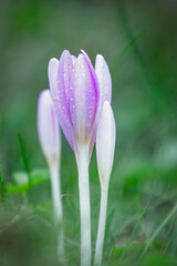 Nice dewy flower in the autumn (Colchicum autumnale)
