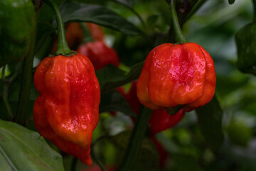 red mini peppers in garden