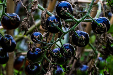 dark blue grape like berry 