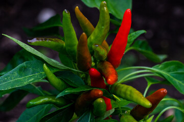 red and green string peppers in garden 