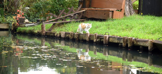 Fototapeta na wymiar Weiße Katze unterwegs am Ufer eines Spreewaldkanals