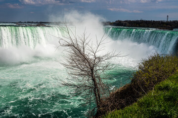 Niagara Falls Canada with dried tree