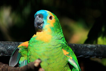 Ave tropical con colores exóticos del amazonas