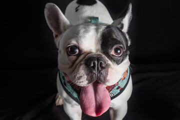 Beautiful french bulldog close up studio portrait. Dog standing and looking to the front with his tongue out - isolated over dark background.