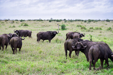 Naklejka na ściany i meble African Buffalo (Syncerus caffer) herd on the grass in Kruger National Park in a cloudy day.
