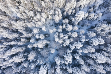 Aerial view on the forest at the winter time. Natural winter landscape from air. Forest under snow at the winter time. Landscape from drone