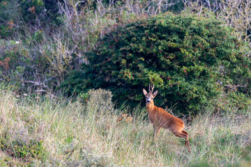 European roe deer (Capreolus capreolus)