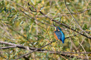 Kingfisher (Alcedo atthis)