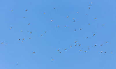 Bar-tailed godwits (Limosa lapponica)