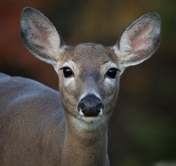 white tailed deer