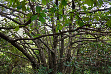 Tree in the tropical rain forest, Belo Horizonte, Brazil