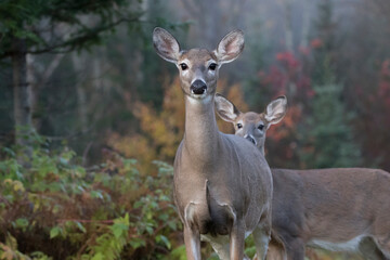 deer in the forest
