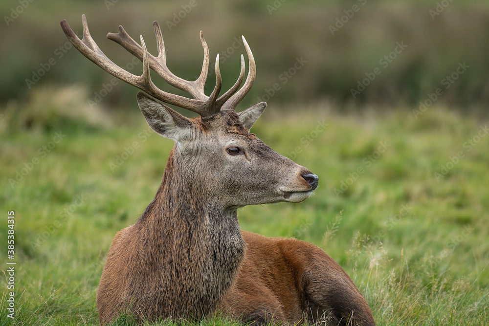 Poster a close up profile portrait of a young red deer stag relaxing on the grass and looking to the right 