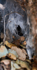 Spiderweb inside a trunk's hole - halloween concept