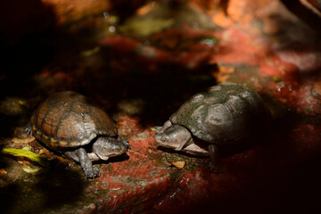 Dos tortugas casquillo