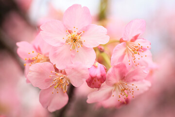 河津桜