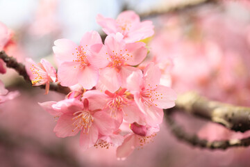 河津桜