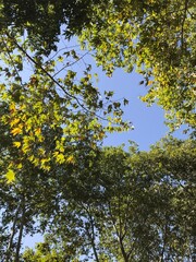 yellow leaves against sky