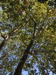 leaves against the sky