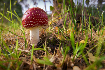 Red Wild Amanita Mushroom. Red Amanita Muscaria mushroom growing in the wild.

