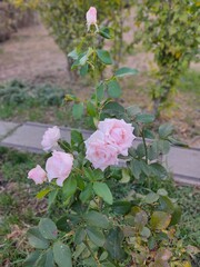 pink white roses in a garden