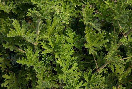 Fragrant flora. Natural texture and pattern. Closeup view of Pelargonium citronella, also known as Scented Geranium, beautiful green leaves foliage, growing in the garden.