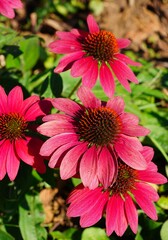 Purple and pink echinacea cone flowers