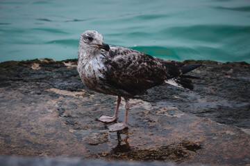 seagull on the beach