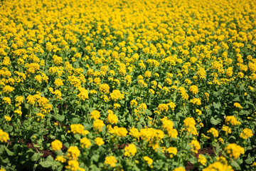 Obraz premium 菜の花畑