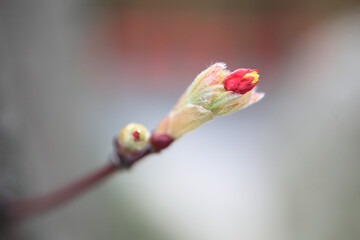 カエデの新芽