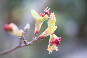 カエデの新芽