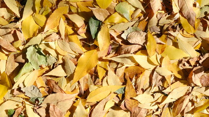 Fallen leaves of trees on the ground. Blurred defocused autumn background for web design