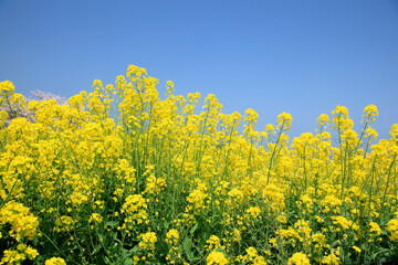 能古島の菜の花