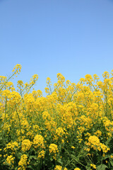 能古島の菜の花