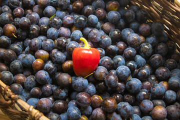 The backgound of Juicy freshly picked blackthorn in a wicker basket and and red pepper as a contrasting detail. Concept of harvest autumn.