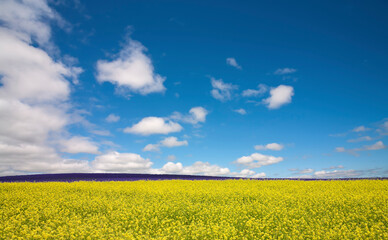 黄色い花咲く丘と雲