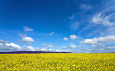 黄色い花咲く丘と雲