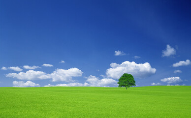 草原の一本木と雲