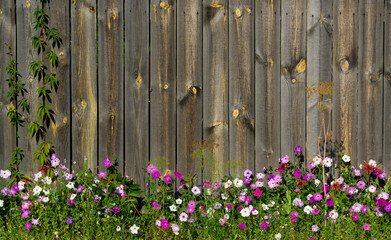 Beautiful flowers in front of a wooden fence. Rustic background with a space for your text.