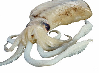 Cuttlefish. Detachment of mollusks from the cephalopod class. Lives mainly in the warm seas, close to the coast.