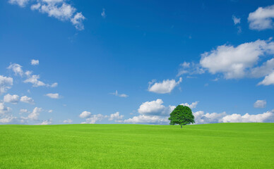 草原の一本木と雲