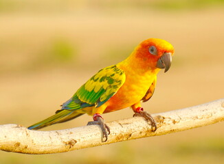 Parrot Aratinga. Homeland South and Central America.
In the photo there is one parrot on a branch.
