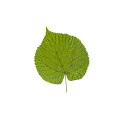 green linden leaf isolated on a white background