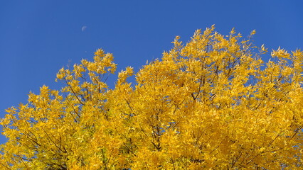 Yellow leaves on tree branches in autumn