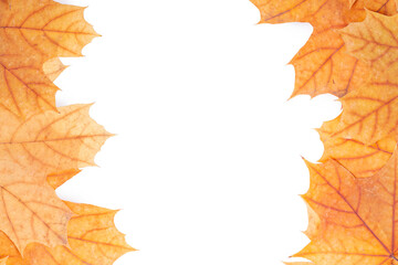 autumn maple leaf frame border isolated on white background. above view. studio shot