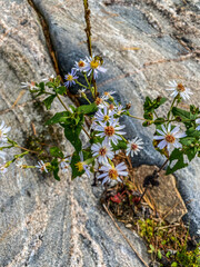 flowers on the stone