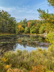 autumn in the forest